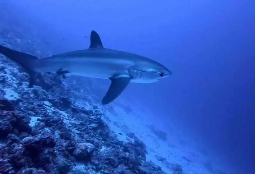 ホテル Tiger Shark Residence