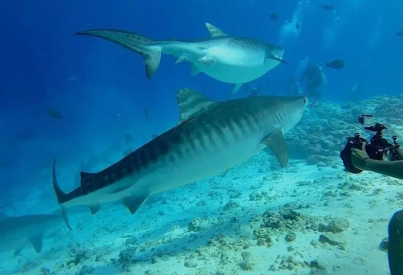ホテル Tiger Shark Residence