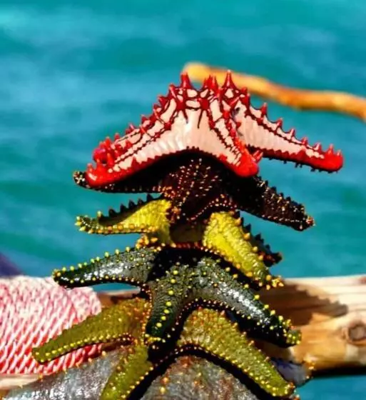 Aamiaismajoitus (B&B) Tumbo Swahili Villa