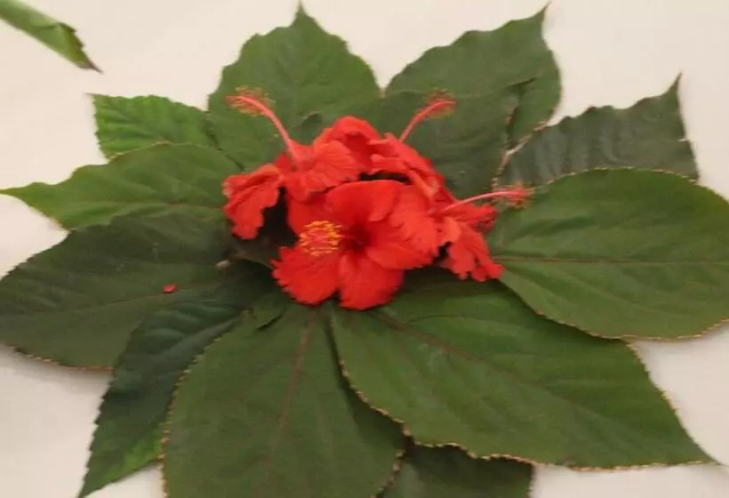 Aamiaismajoitus (B&B) Tumbo Swahili Villa