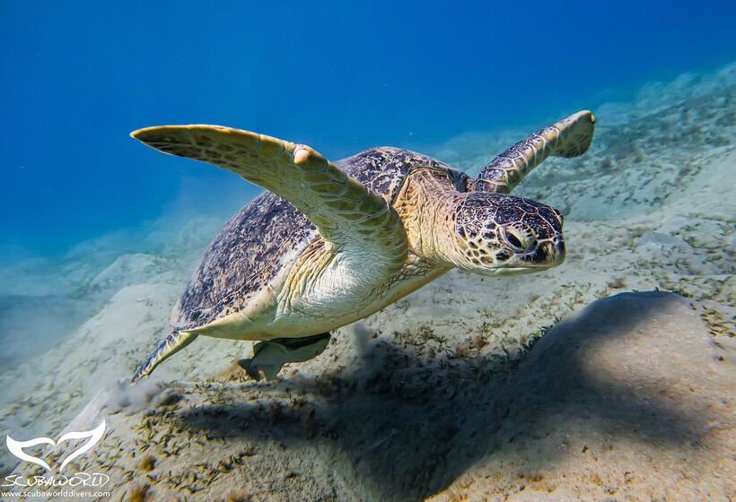 هتل Movenpick Waterpark Resort & Spa Soma Bay