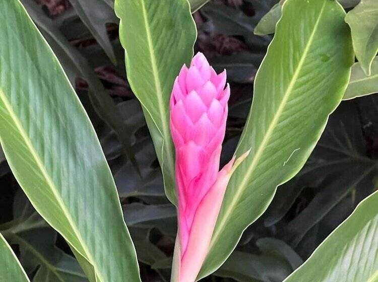 تختخواب و صبحانه Akwaba Lodge