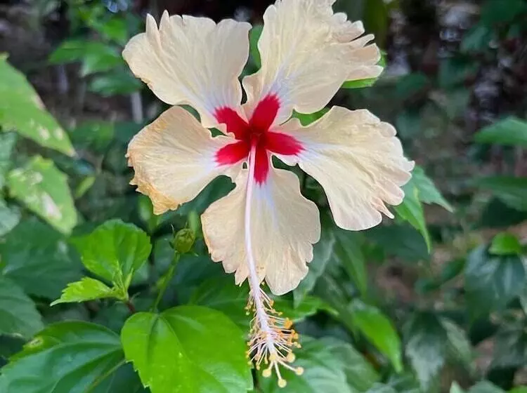 ベッドアンドブレックファースト Akwaba Lodge