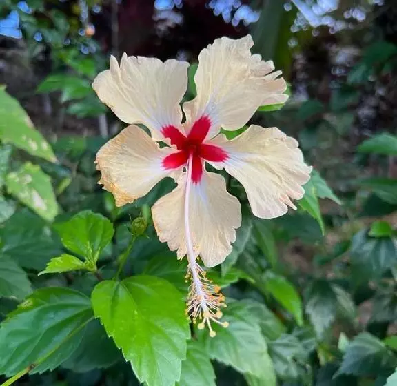 ベッドアンドブレックファースト Akwaba Lodge