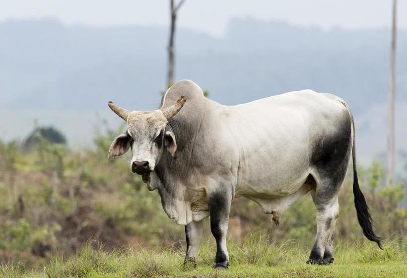 Brahman Hills   Gardens, Hotel & Cottages