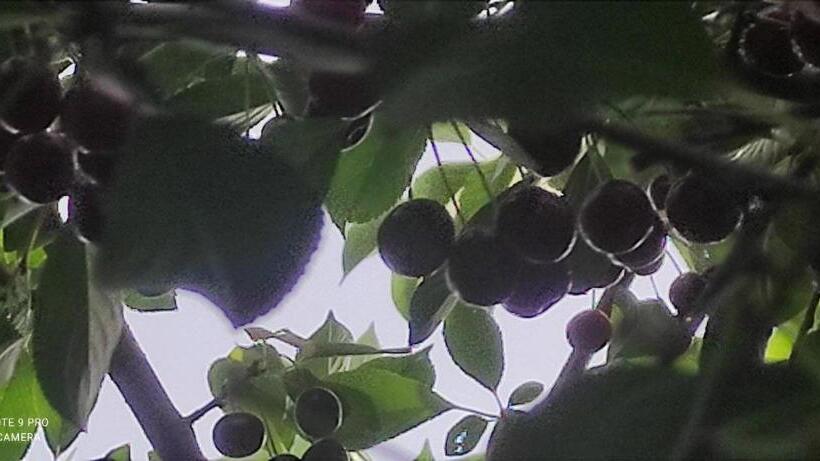 Pensão Farida Bonu Sam