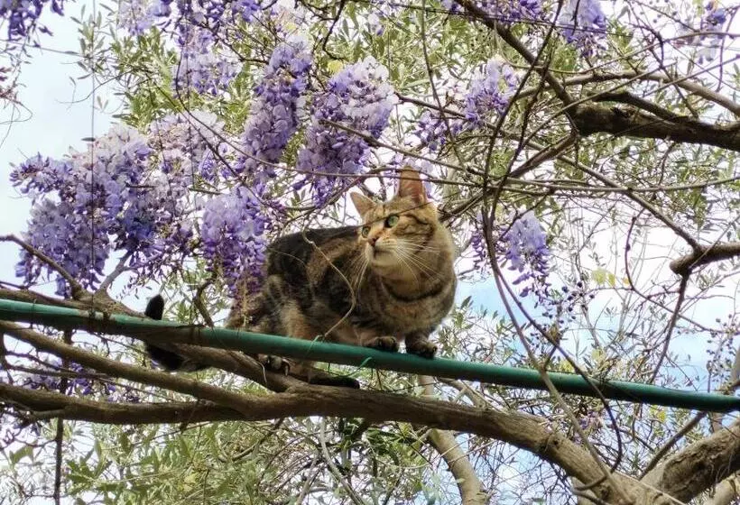 Aamiaismajoitus (B&B) Le Finestre Sul Mare