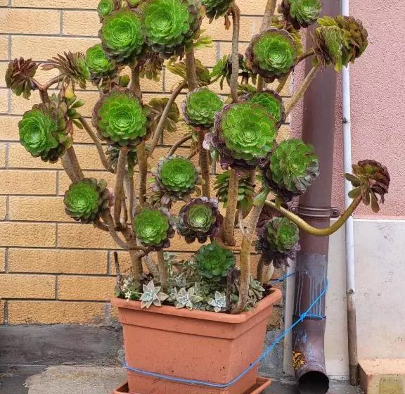 Majatalo A Casa Di Nonna Luisa