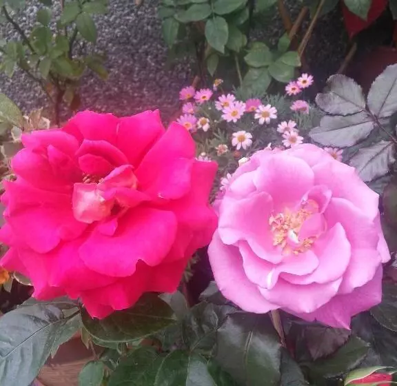 تختخواب و صبحانه Rose Garden Homestay