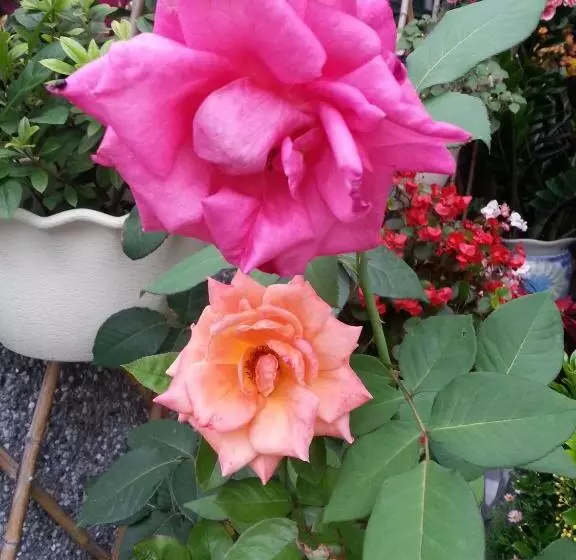 تختخواب و صبحانه Rose Garden Homestay