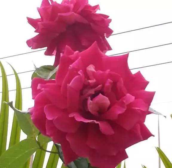 تختخواب و صبحانه Rose Garden Homestay