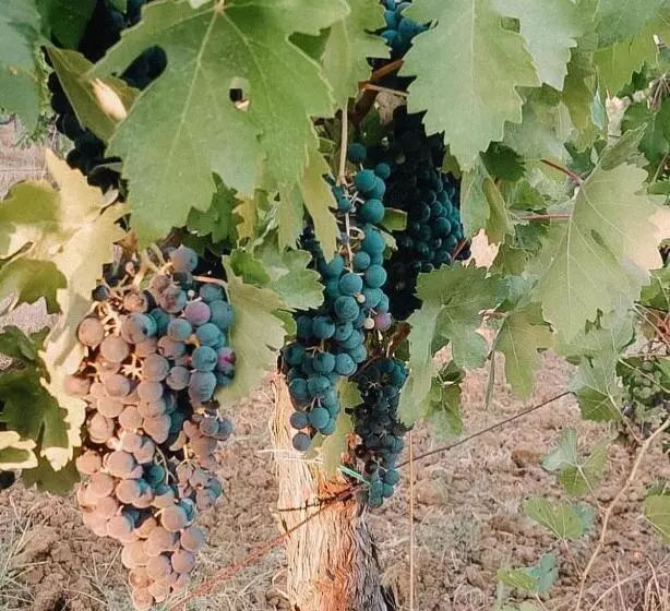 ホテル Agriturismo Terra Di Dio Toscanizzazione