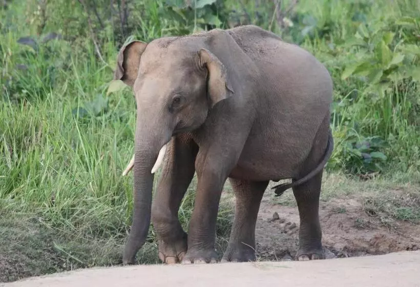 Majatalo Weaver Bird Villa