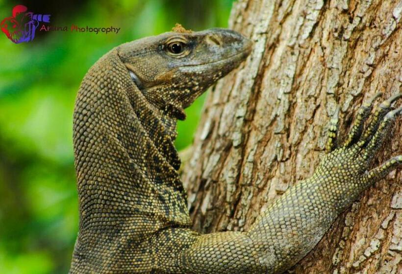 פנסיון Weaver Bird Villa