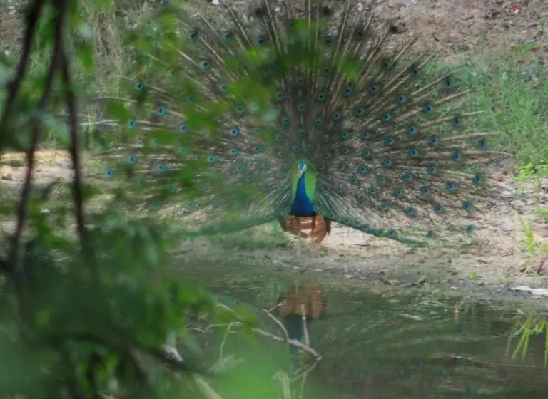 Majatalo Weaver Bird Villa