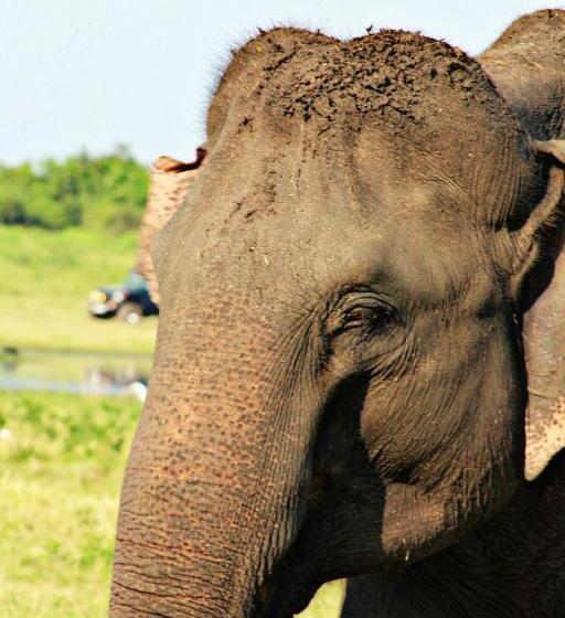 פנסיון Weaver Bird Villa