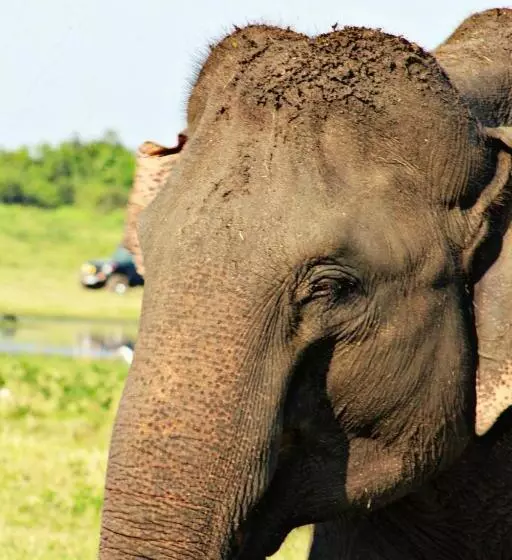 Majatalo Weaver Bird Villa