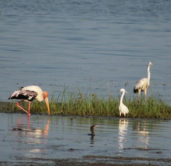 פנסיון Weaver Bird Villa