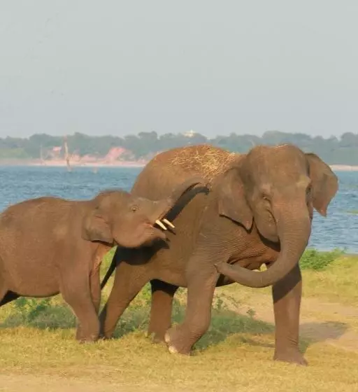 Majatalo Weaver Bird Villa