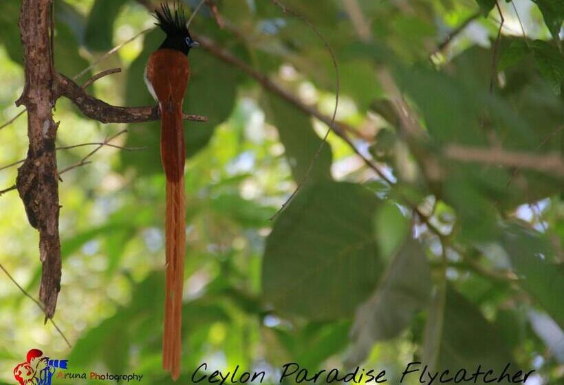 פנסיון Weaver Bird Villa
