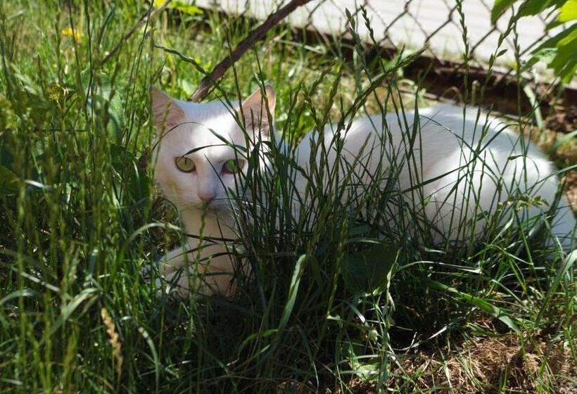 پانسیون Chill House