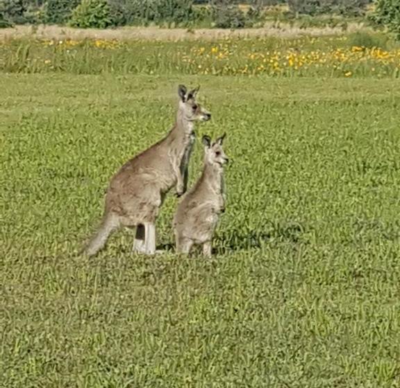 Grovely House Bed & Breakfast