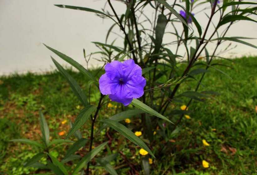 هتل Secreto La Fortuna