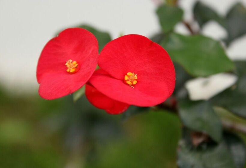 هتل Secreto La Fortuna