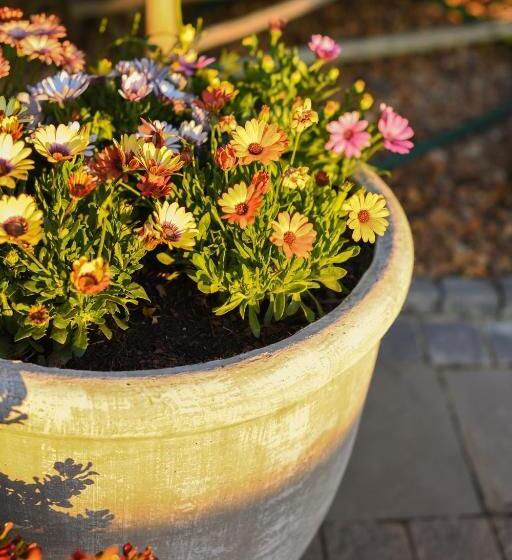 膳宿费 Four Palms Accommodation