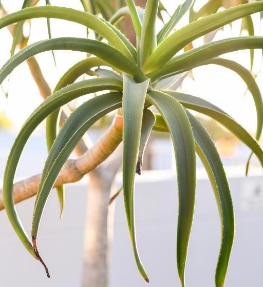 膳宿费 Four Palms Accommodation