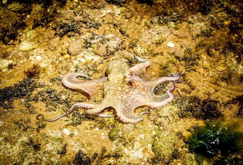 בית מלון כפרי Cabôco Sonhadô Passeios Náuticos E Pousada