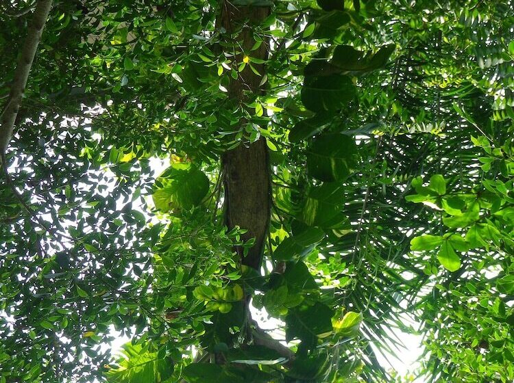 Kurort The Theatre Villa