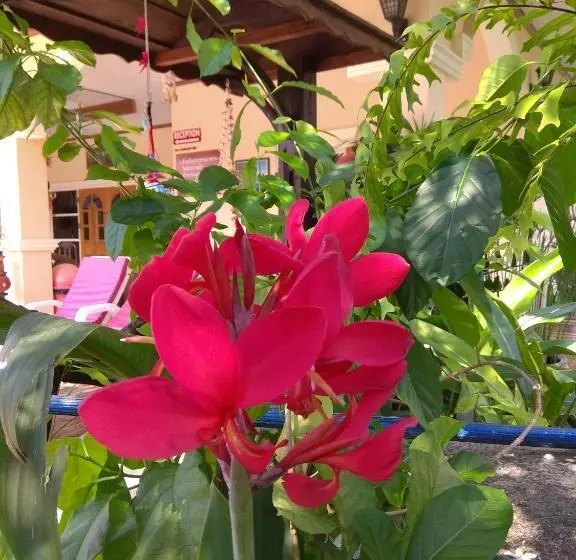 Stella Resort