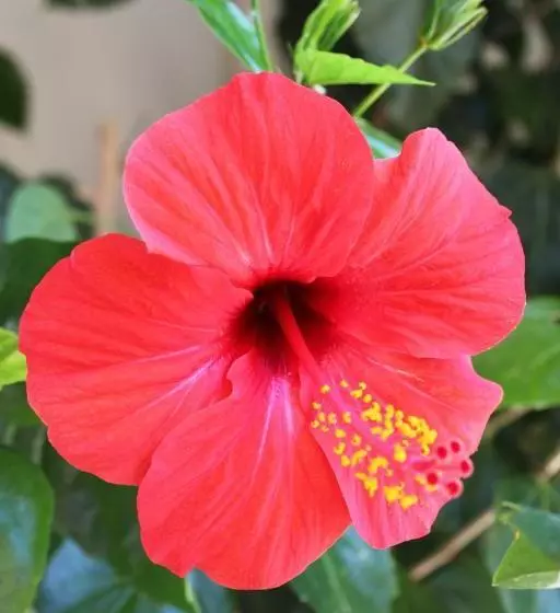 Angelina Apartments
