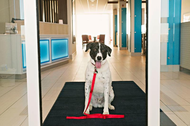 فندق Holiday Inn Express & Suites   Rantoul, An Ihg