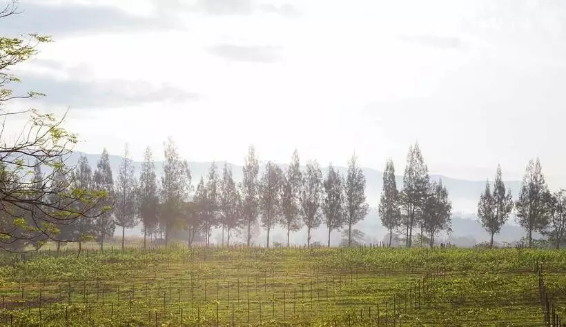 リゾートホテル Village Farm & Winery