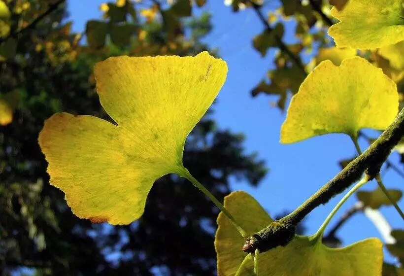 هتل Ginkgo