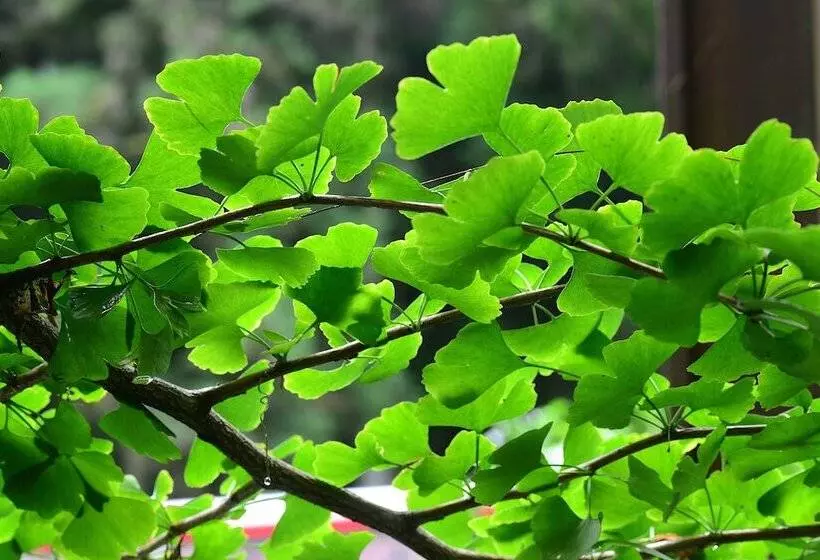 هتل Ginkgo