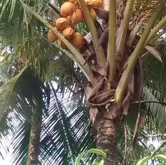 پانسیون Jungleside House