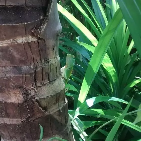 پانسیون Jungleside House