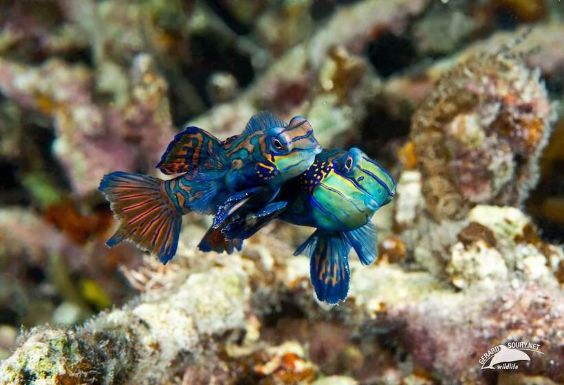 Dolphin House Resort Moalboal