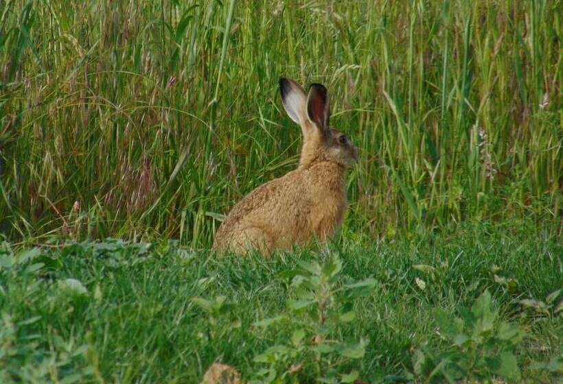 צימר La Ferme Aux Oies