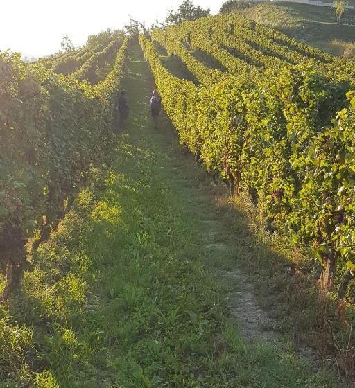 펜션 Room In Guest Room   La Culla Tra I Vigneti   Stanza