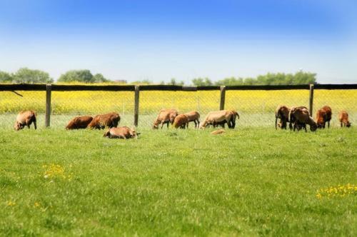 בית מלון כפרי Landhaus Volmer