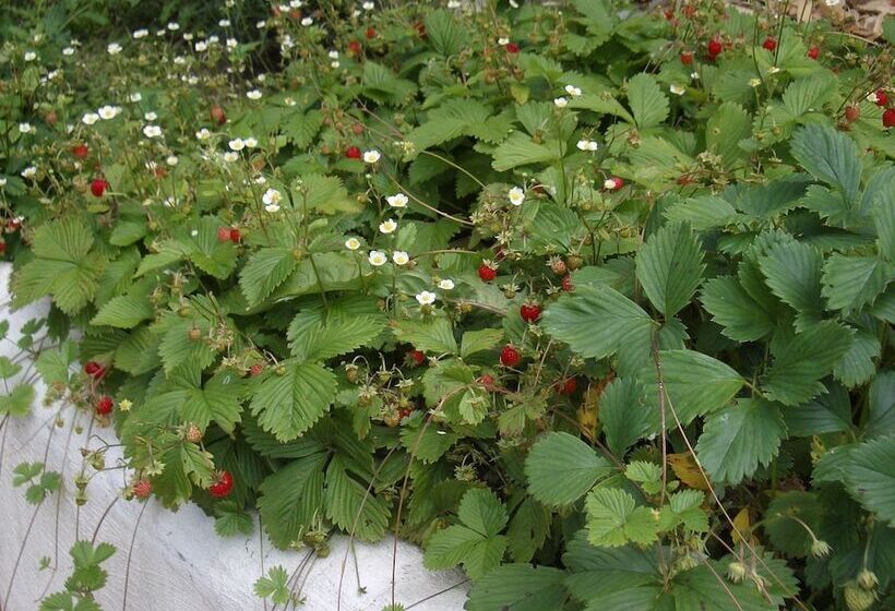 Roomantic Apartments