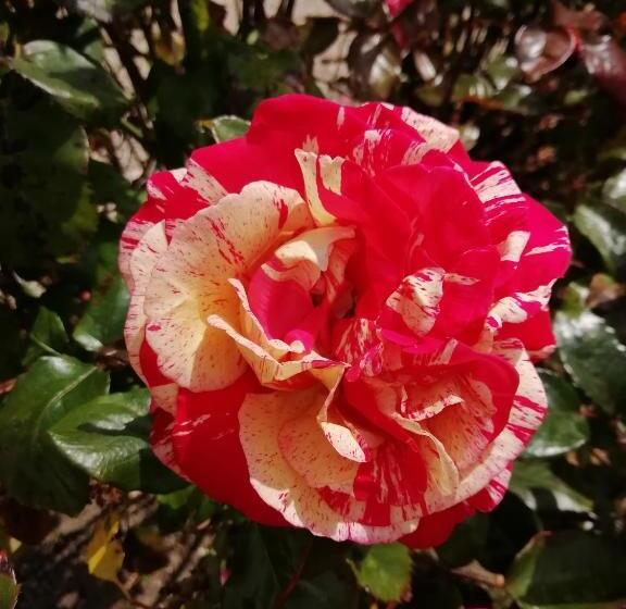 Victoria Arromanches B&b