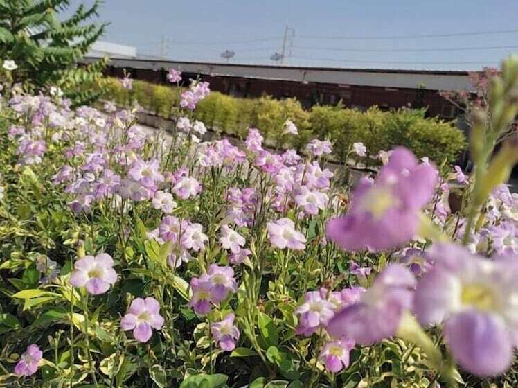 בית מלון כפרי Pueng Luang Resort