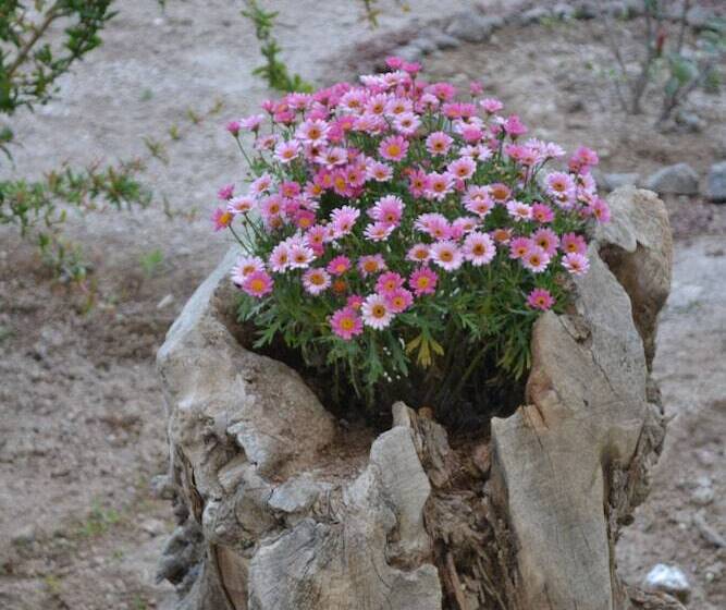 بنسيون Floralia