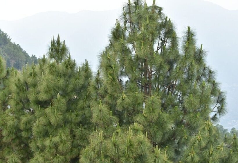 Great View Hotel And Restaurant