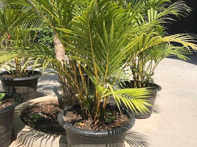 호텔 Chom Chao City